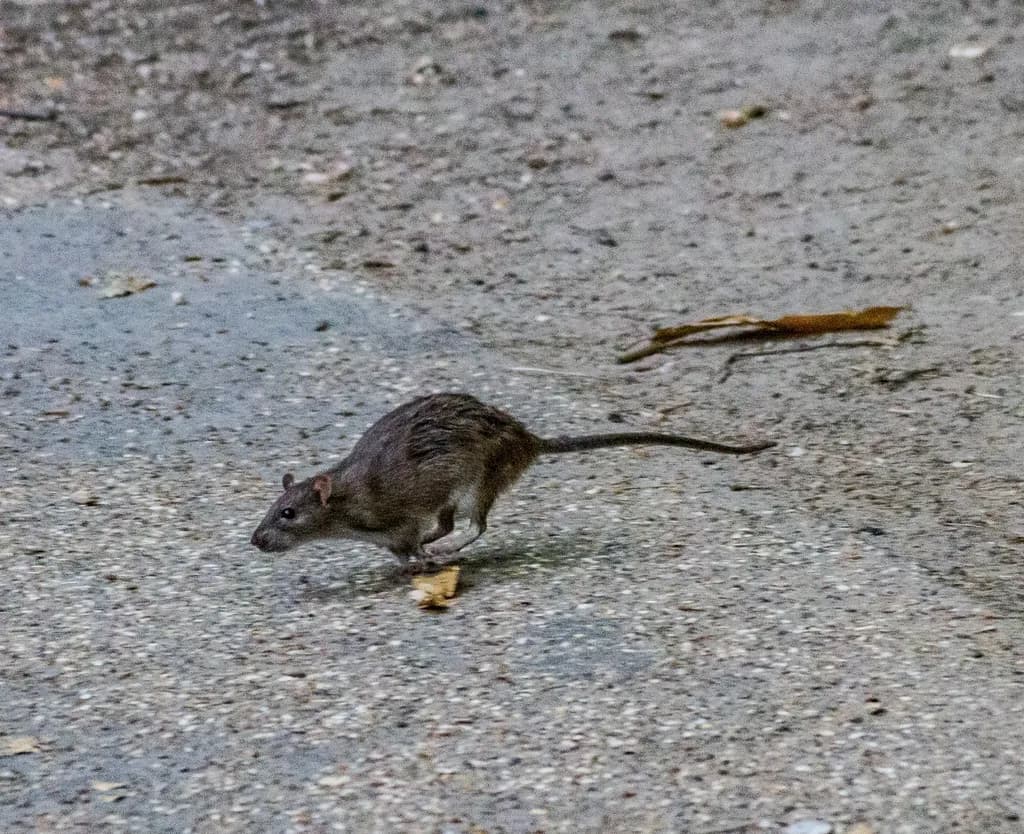 In-bound Rat Movement