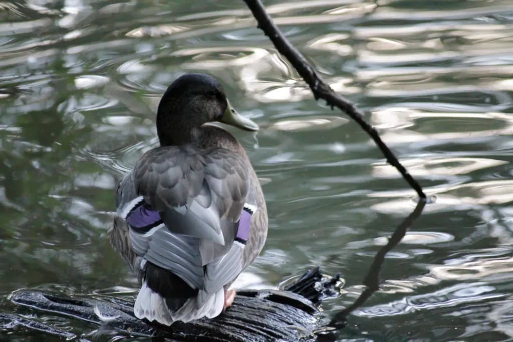 Duck on Water Surface