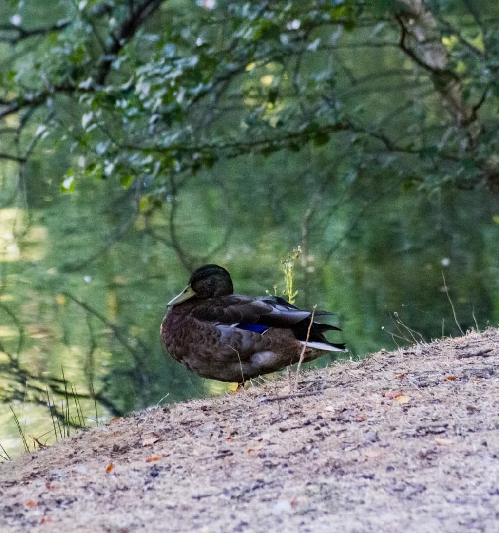 Resting Duck by Water