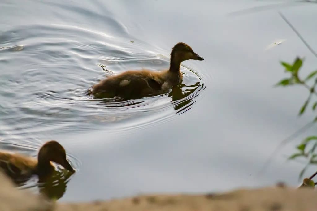Ducklings in Water