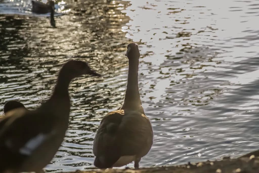 Ducks by Water