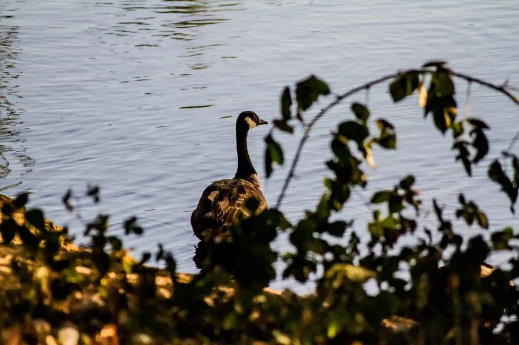 Canada Goose by Water