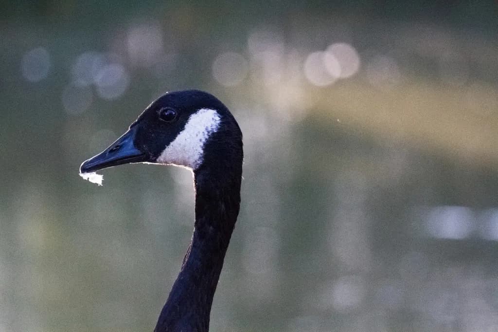 Canada Goose Profile