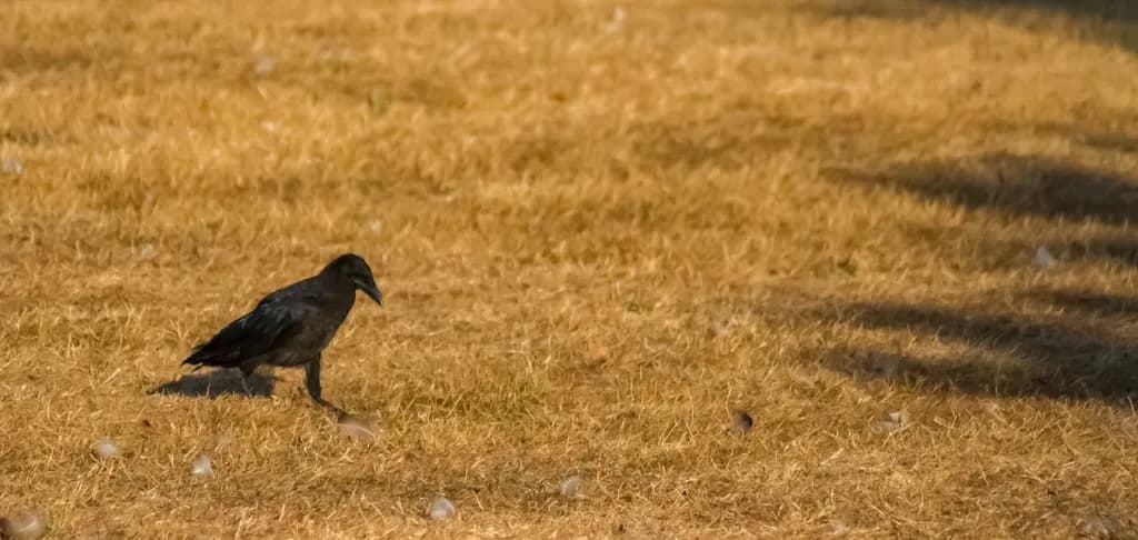 Crow on Dry Grass