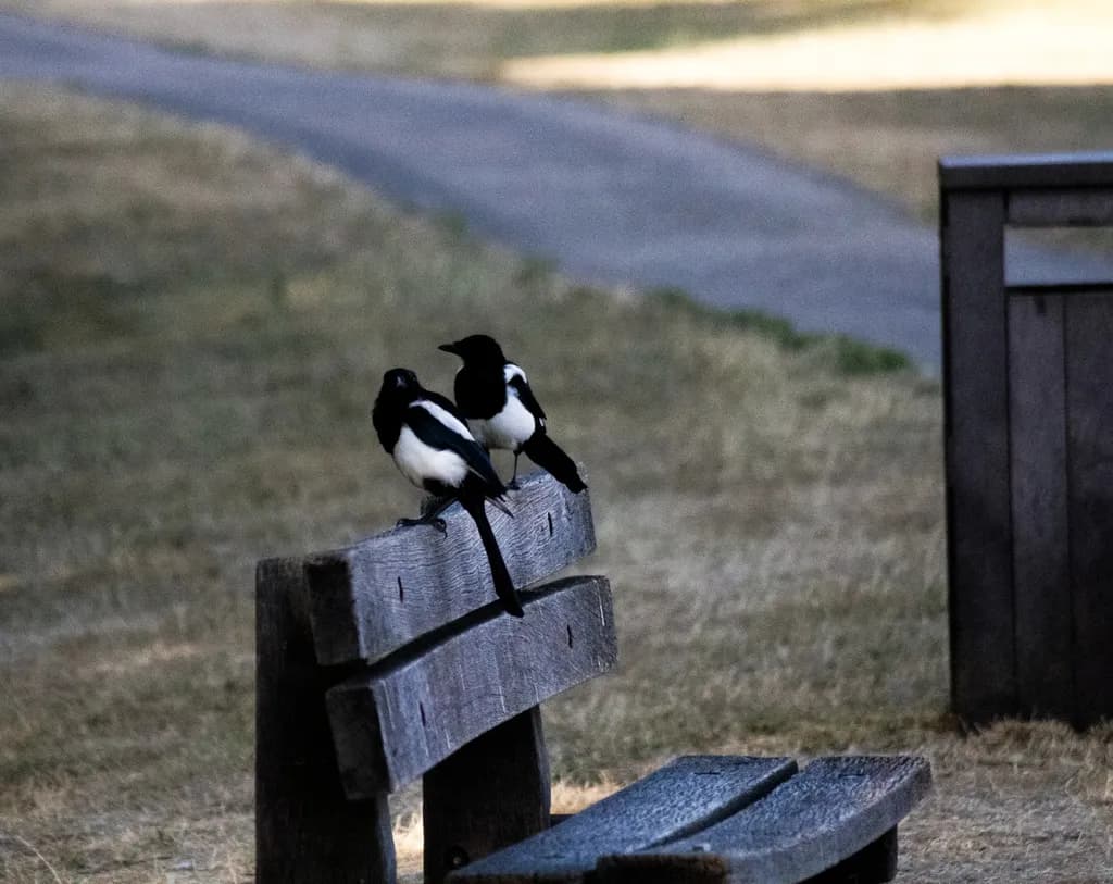 Birds on Bench
