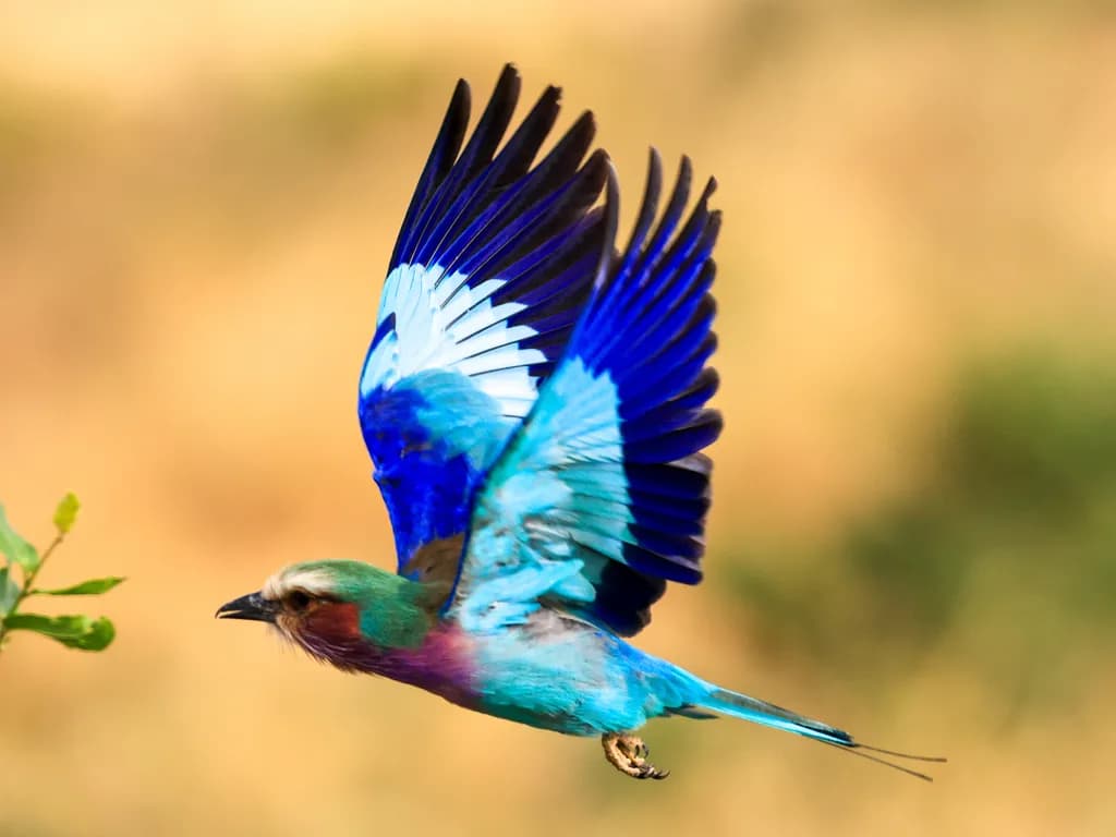 Bluebird in Flight