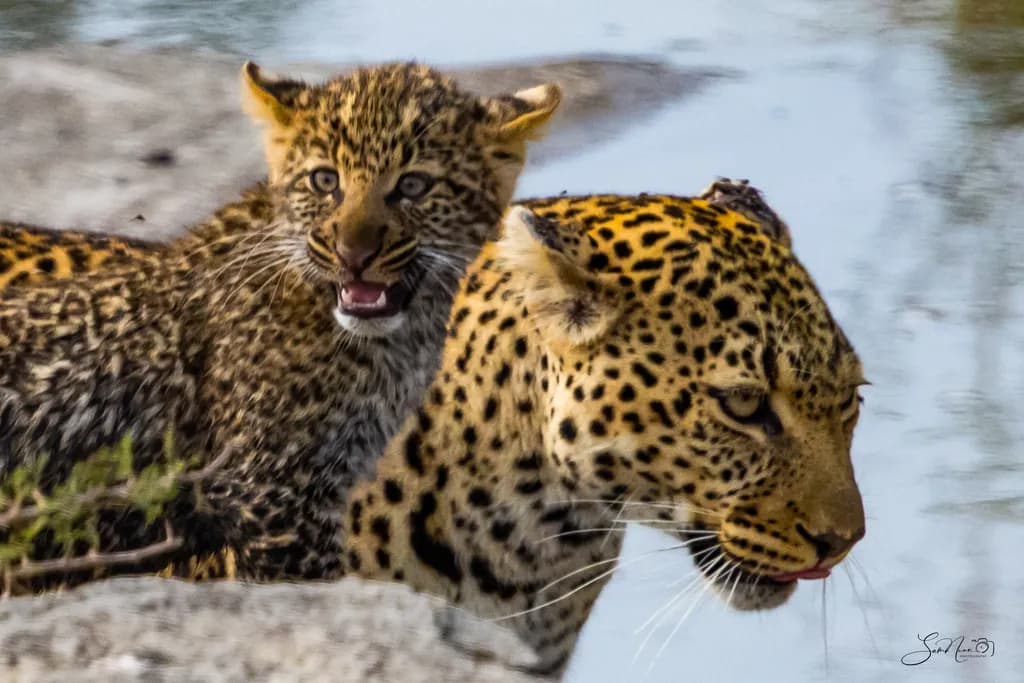 Leopard and Cub at Water's Edge