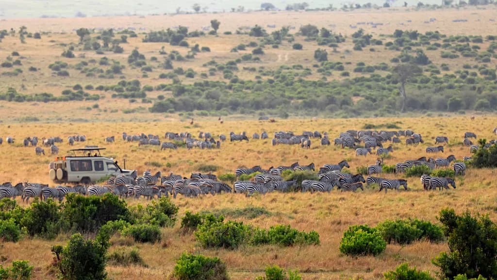 Zebra Herd on Savanna
