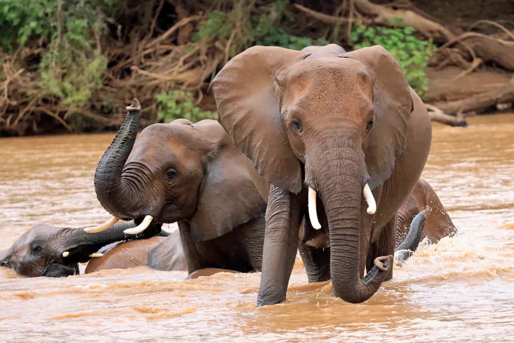 Elephants in River