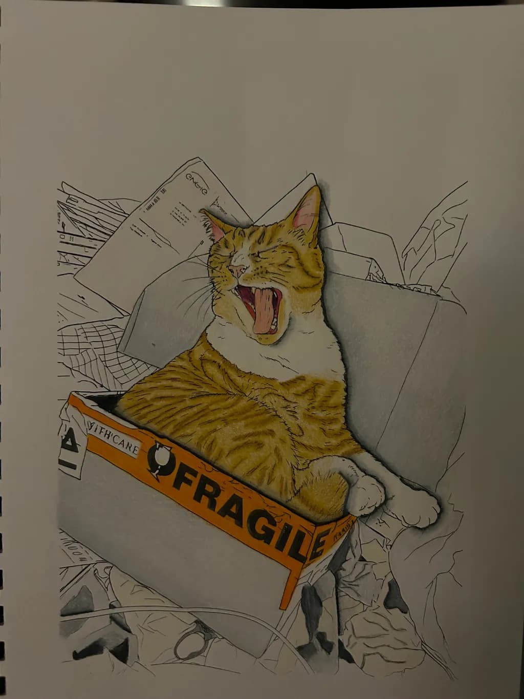 Cat in Fragile Box