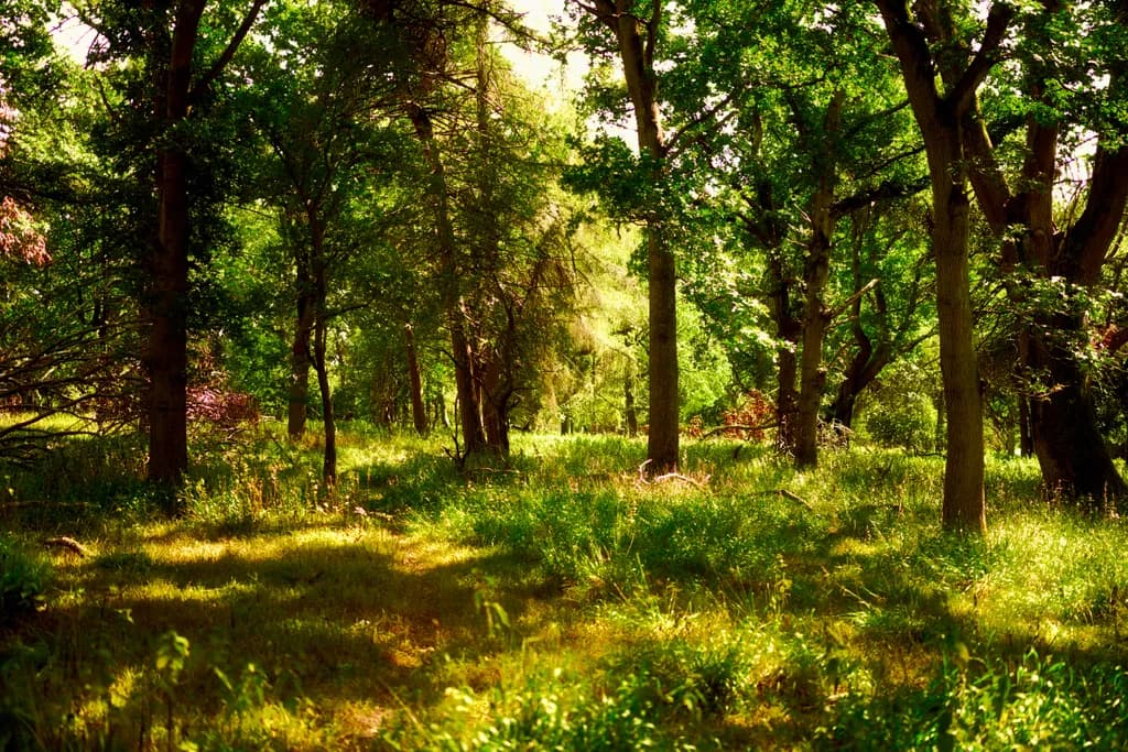 Sunlit Forest Clearing