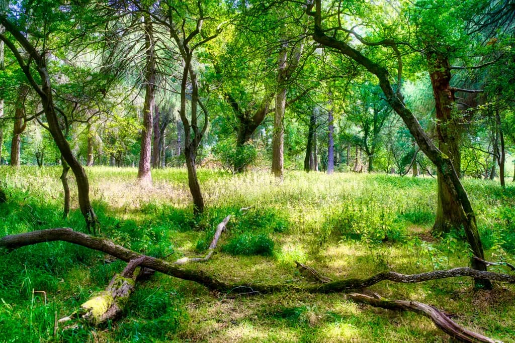 Sunlit Forest Clearing