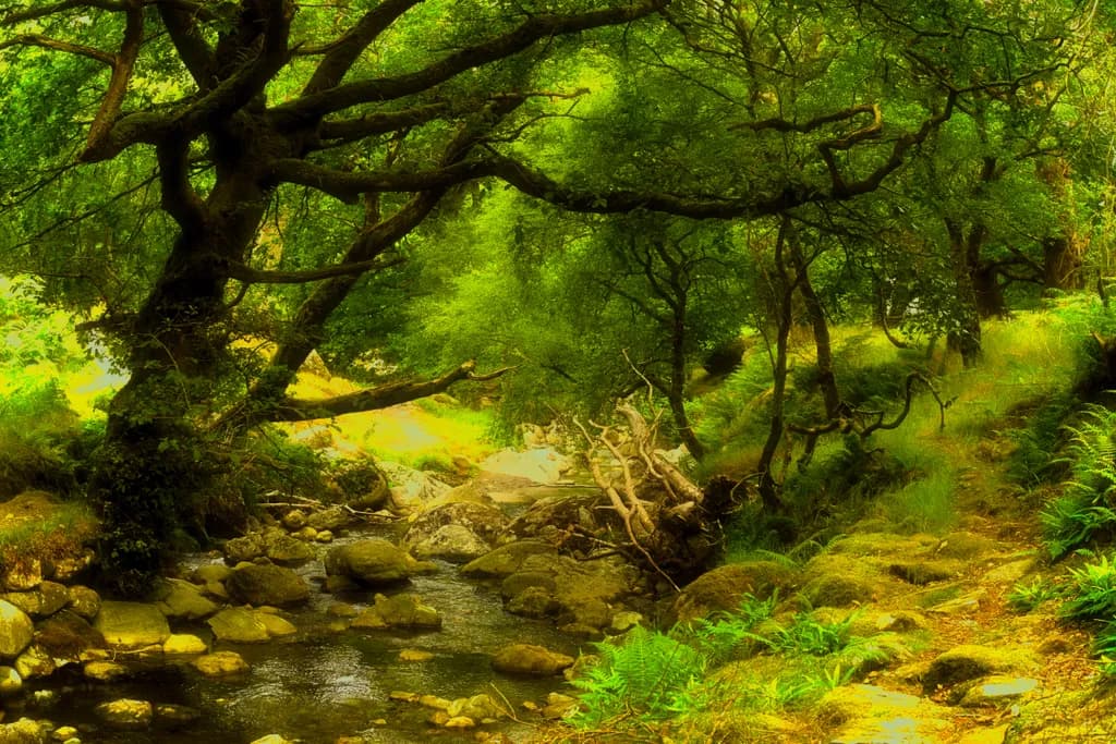 Forest Stream Path