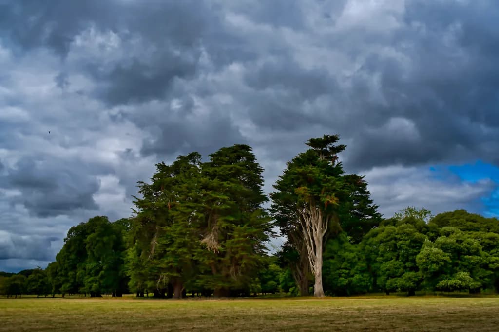 Stormy Trees and Grass