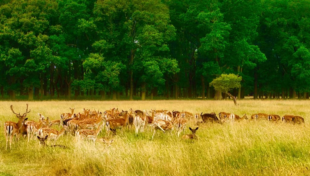 Forest Herd of Deer