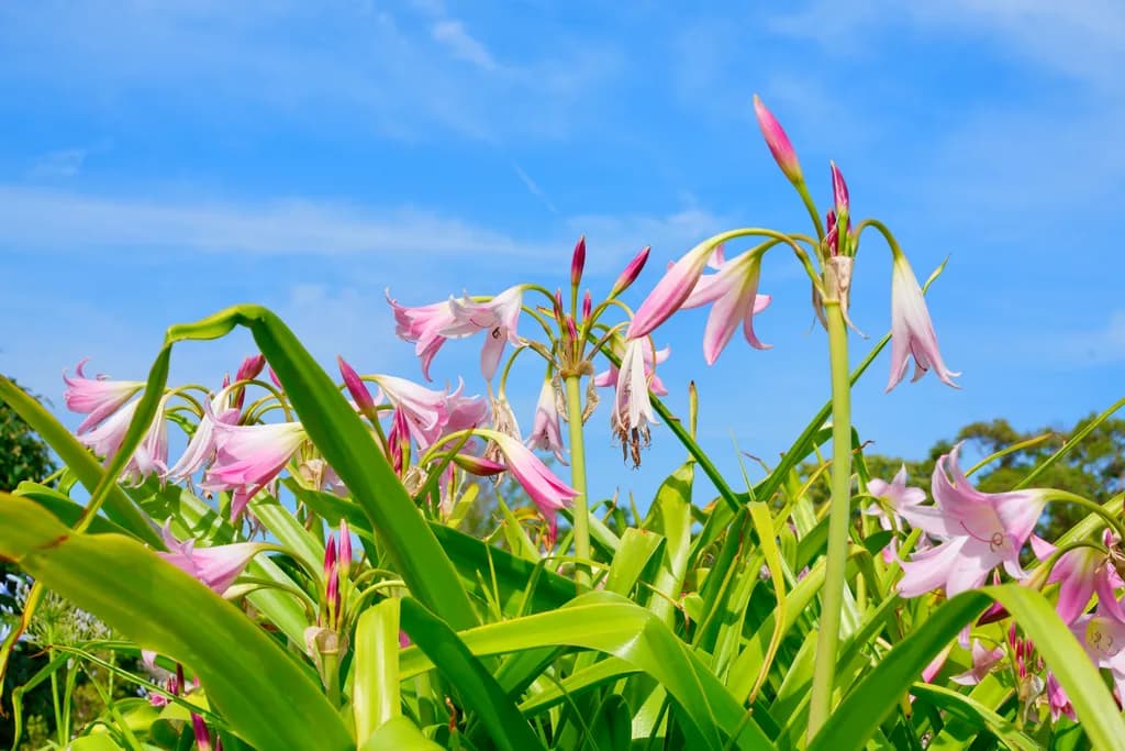 Pink Lily Bloom