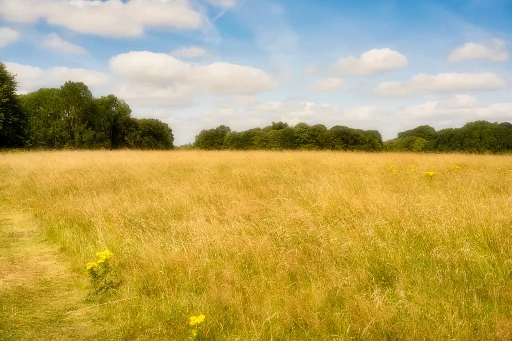Golden Meadow Horizon