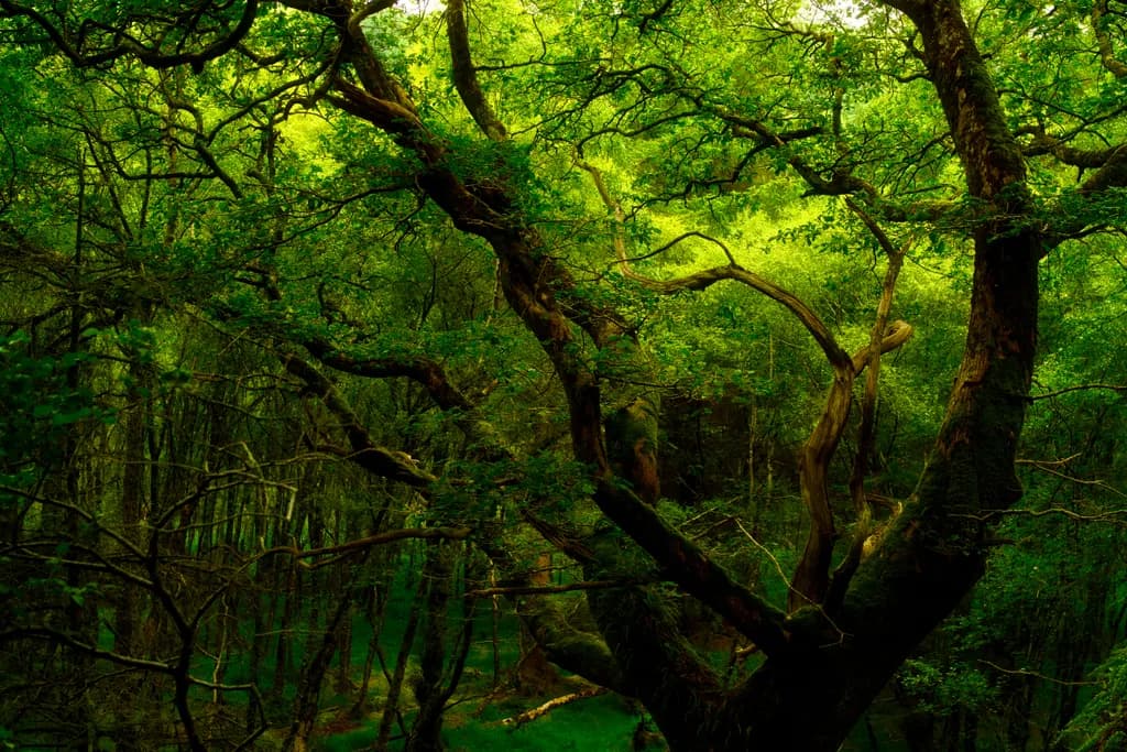 Ancient Forest Canopy