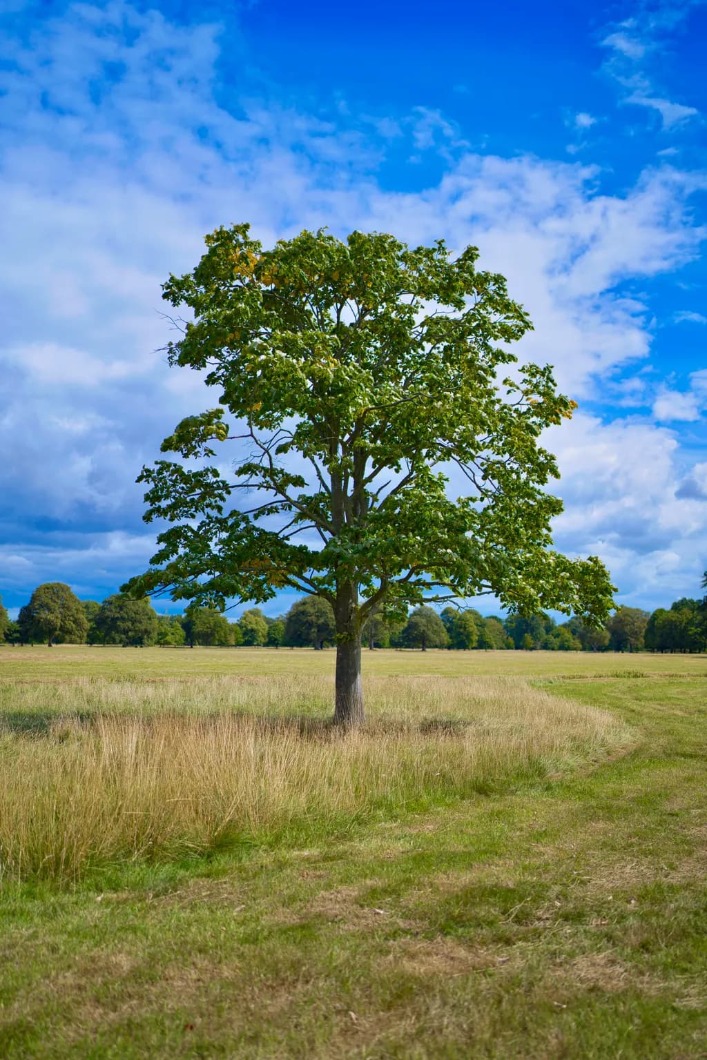 Solitary Tree in Field