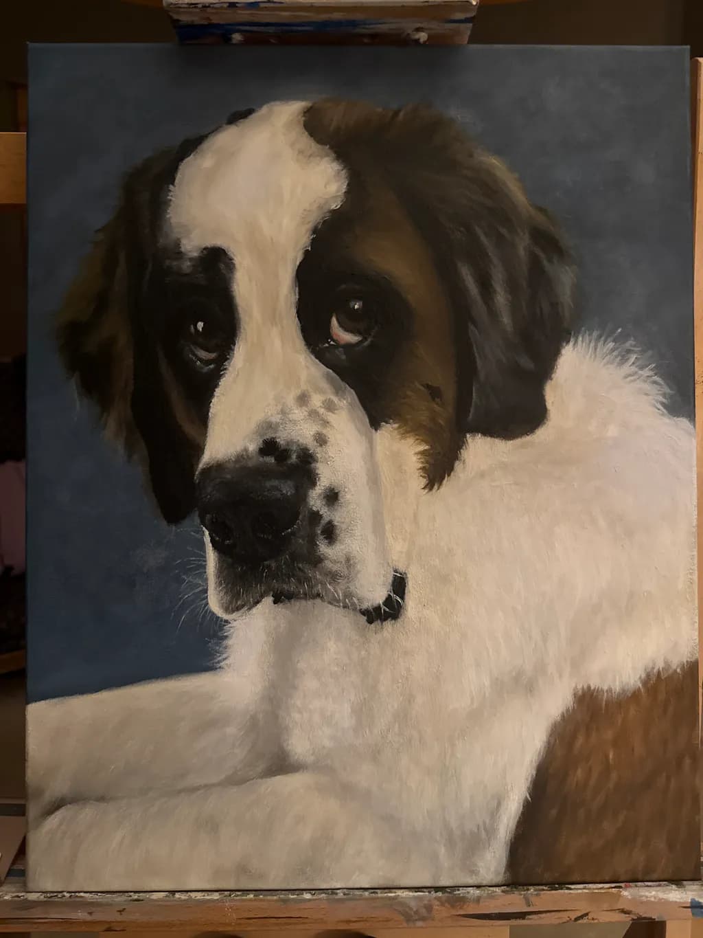 St. Bernard Portrait
