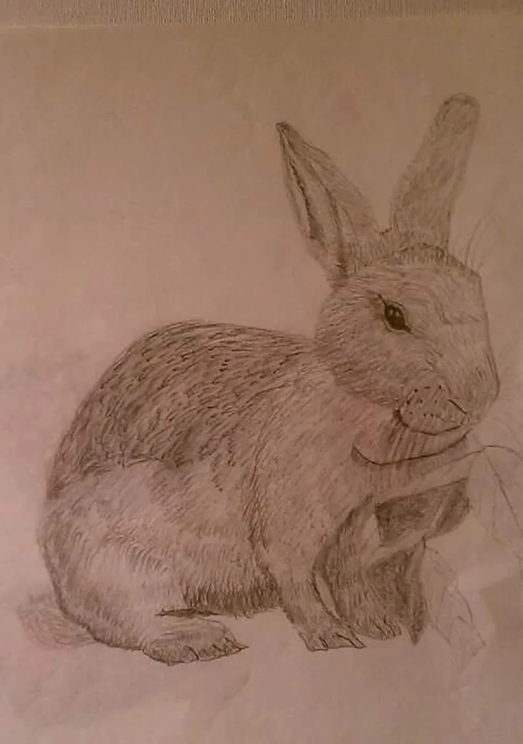 Rabbit Study