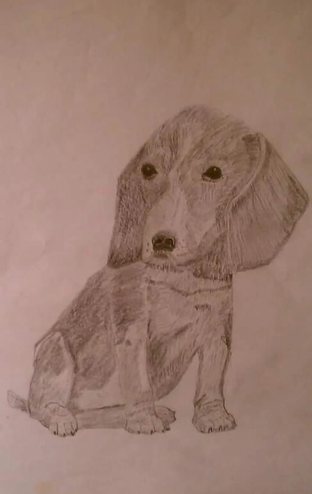 Sitting Dog Sketch