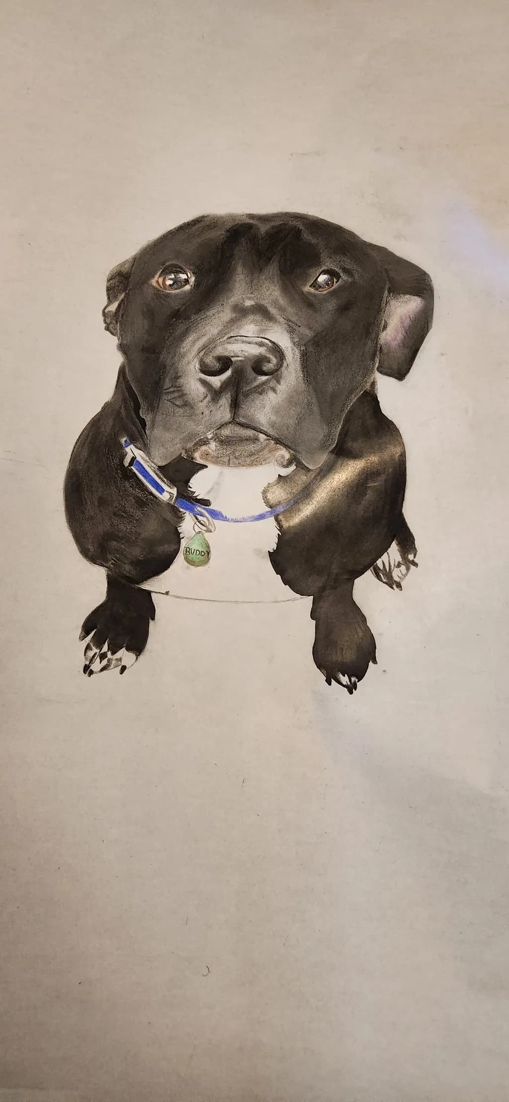 Buddy the Dog Portrait