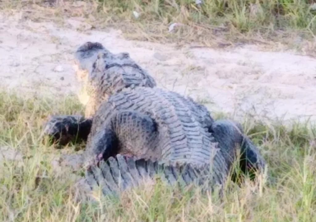 Alligator in Grass