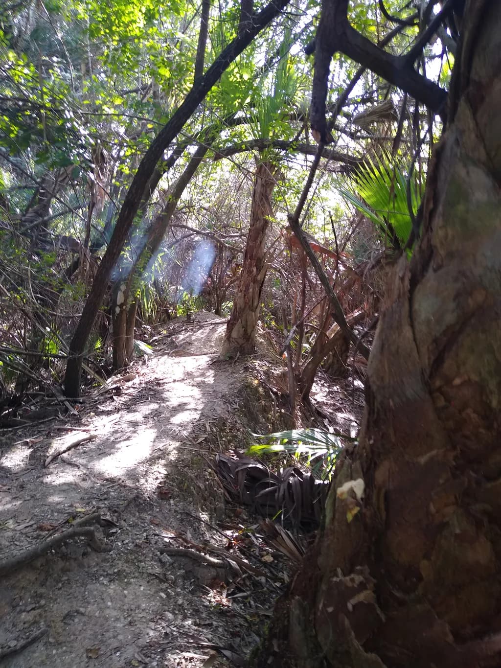 Forest Pathway Light