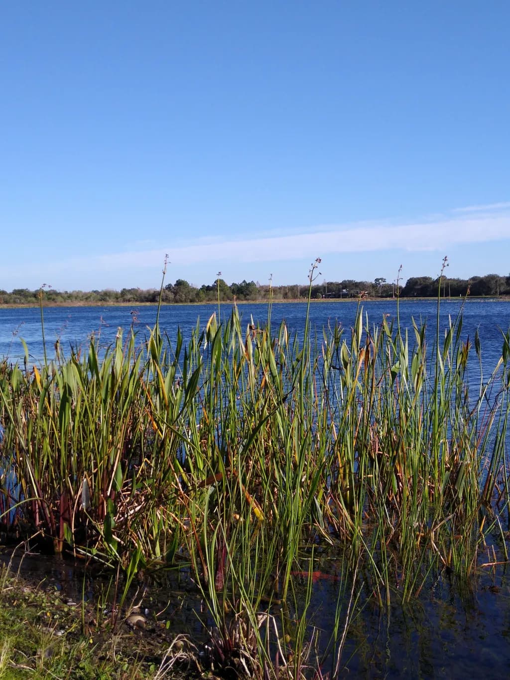 Lake Reeds Horizon