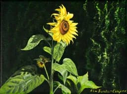 Sunflowers in Wind