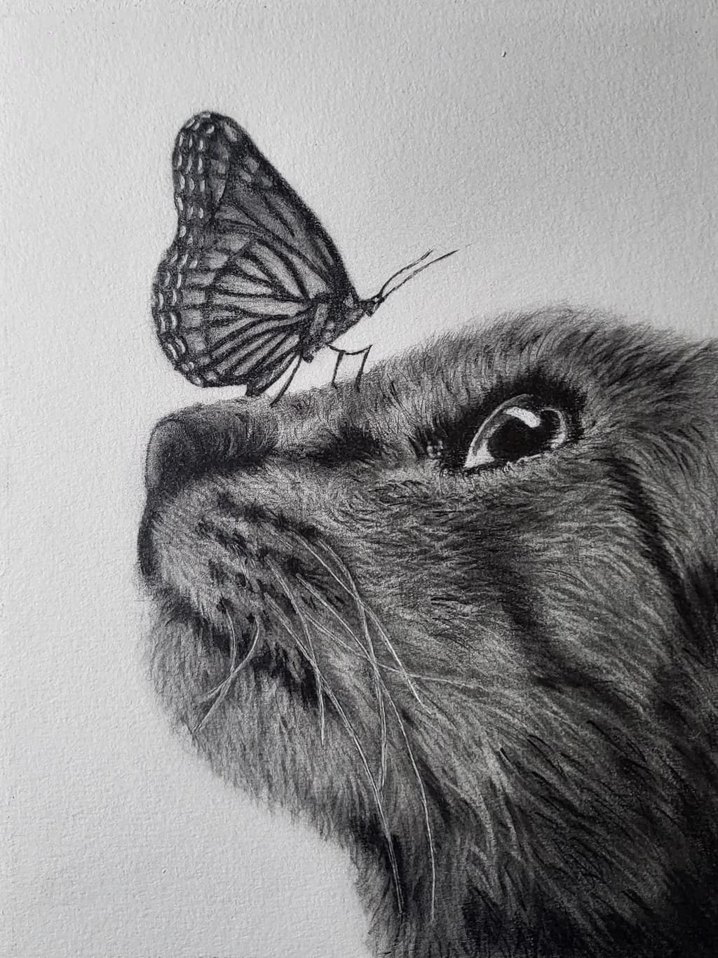 Cat and Butterfly