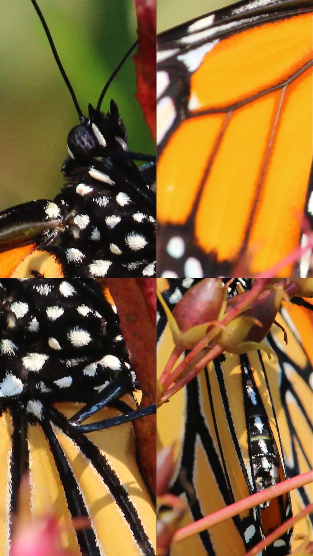 Monarch Butterfly Details