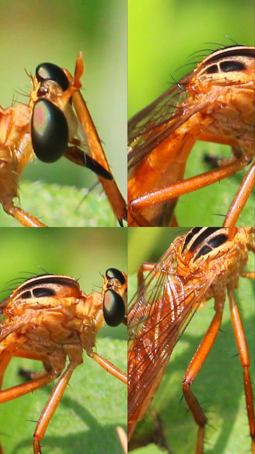 Close-Up Insect Study