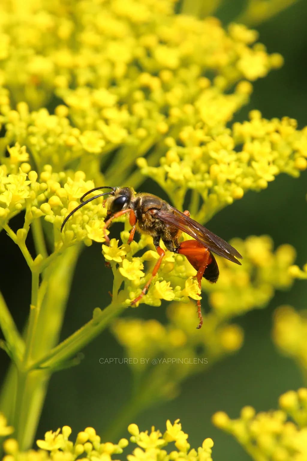 Wasp on Yellow Flowers