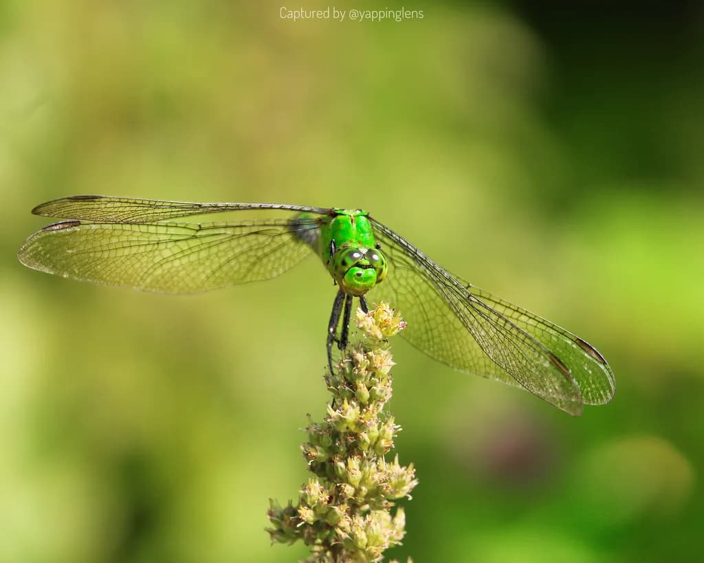 Green Dragonfly Perch
