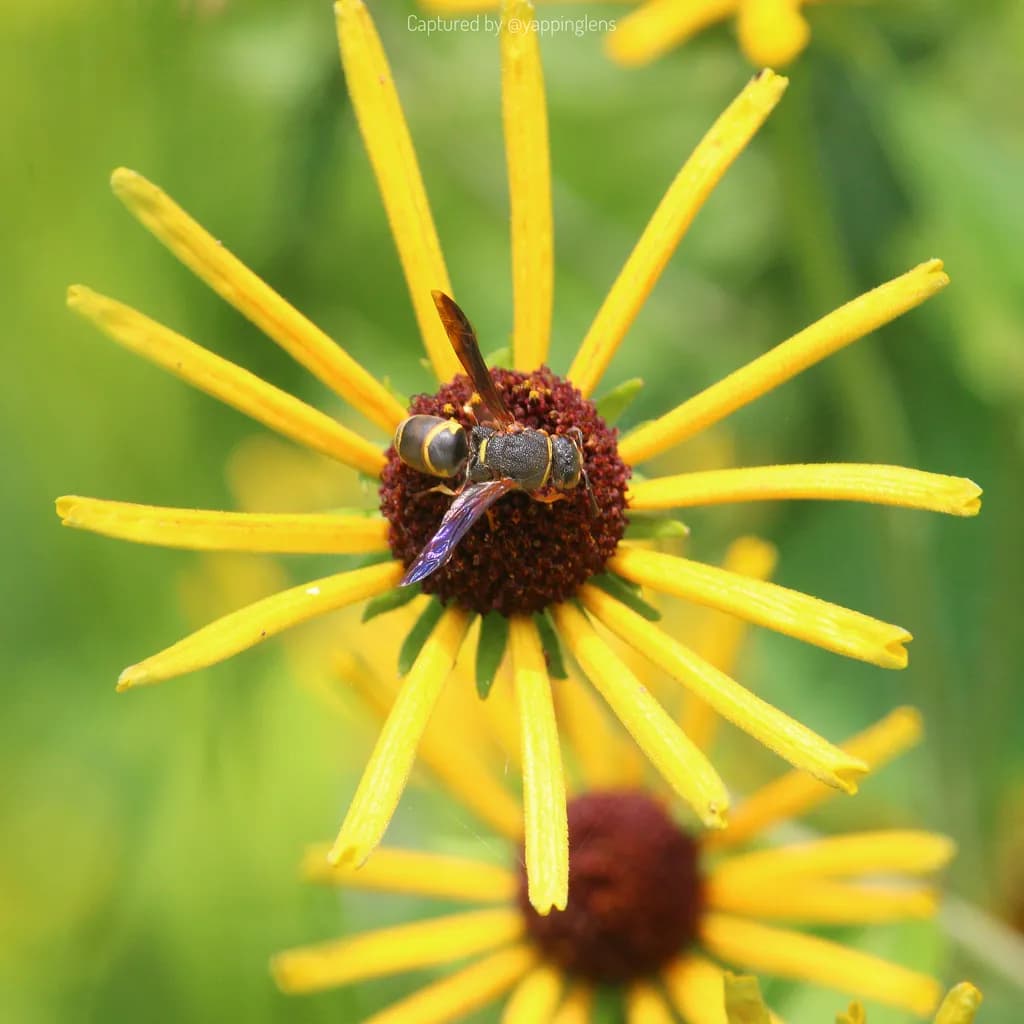 Yellow Daisy with Wasp