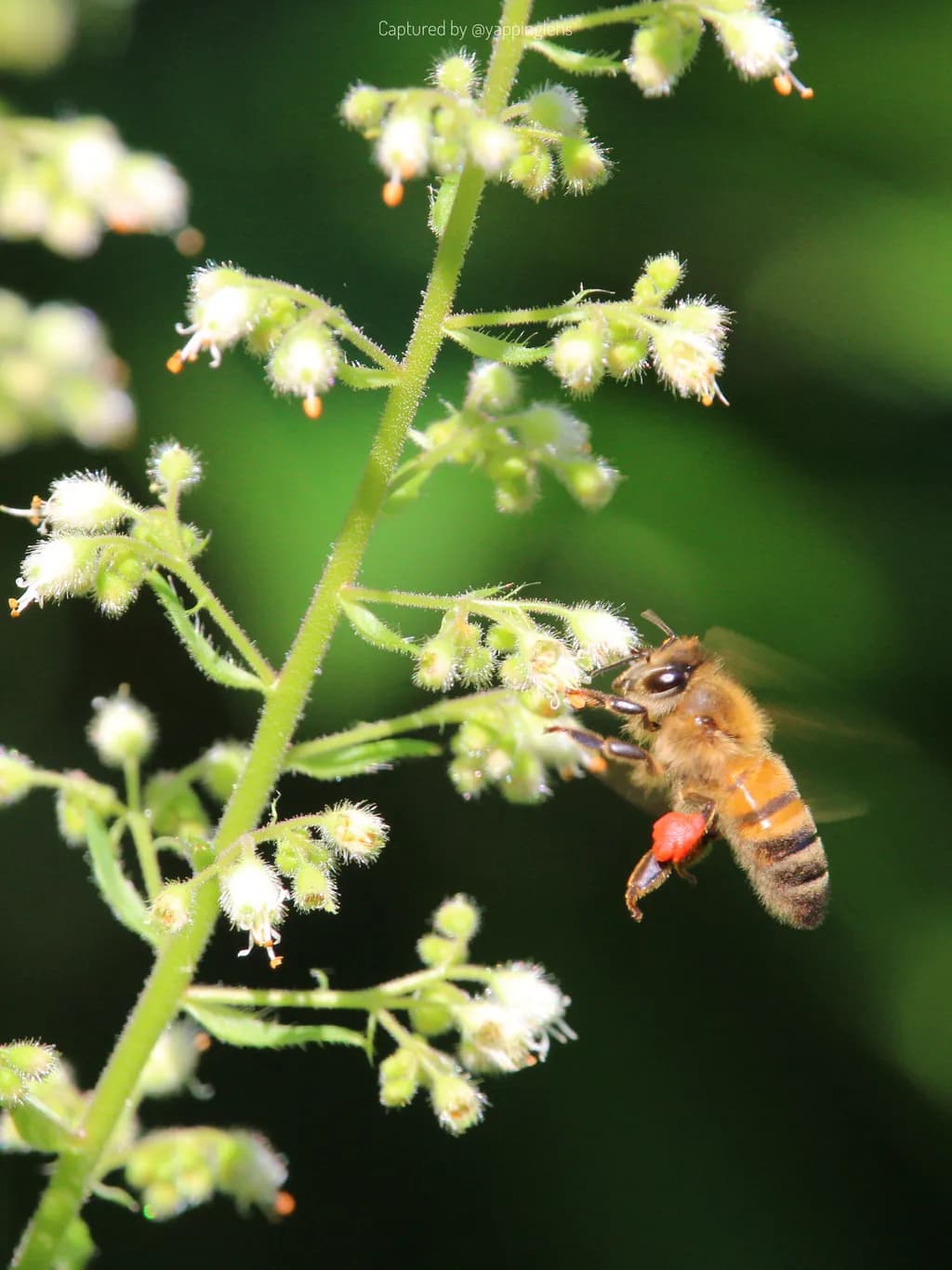 Bee on Flower Stem