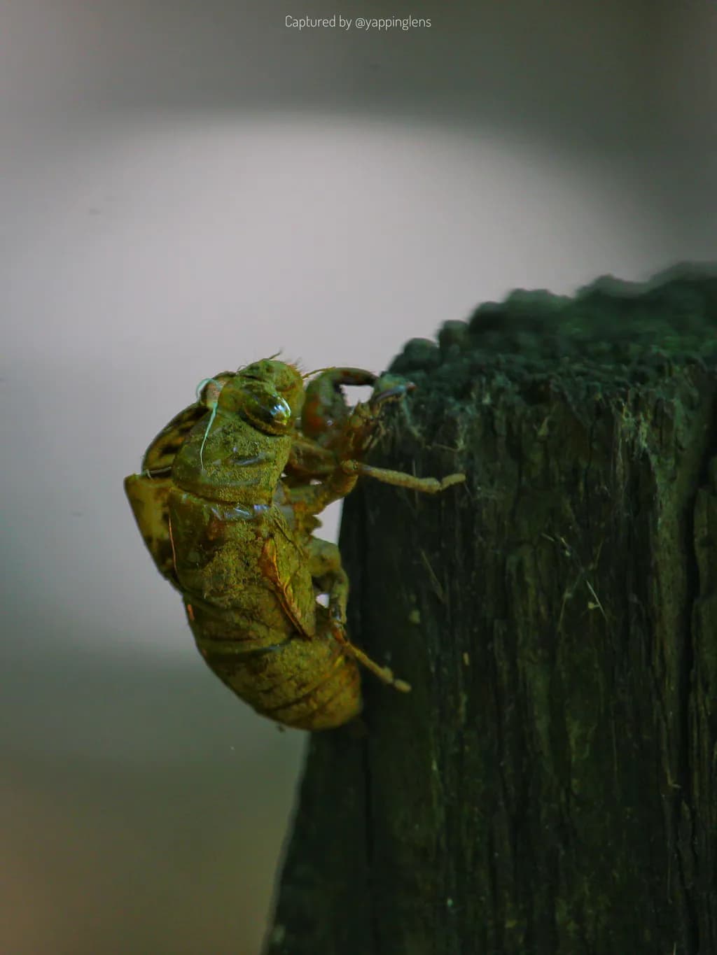 Cicada Shell on Wood
