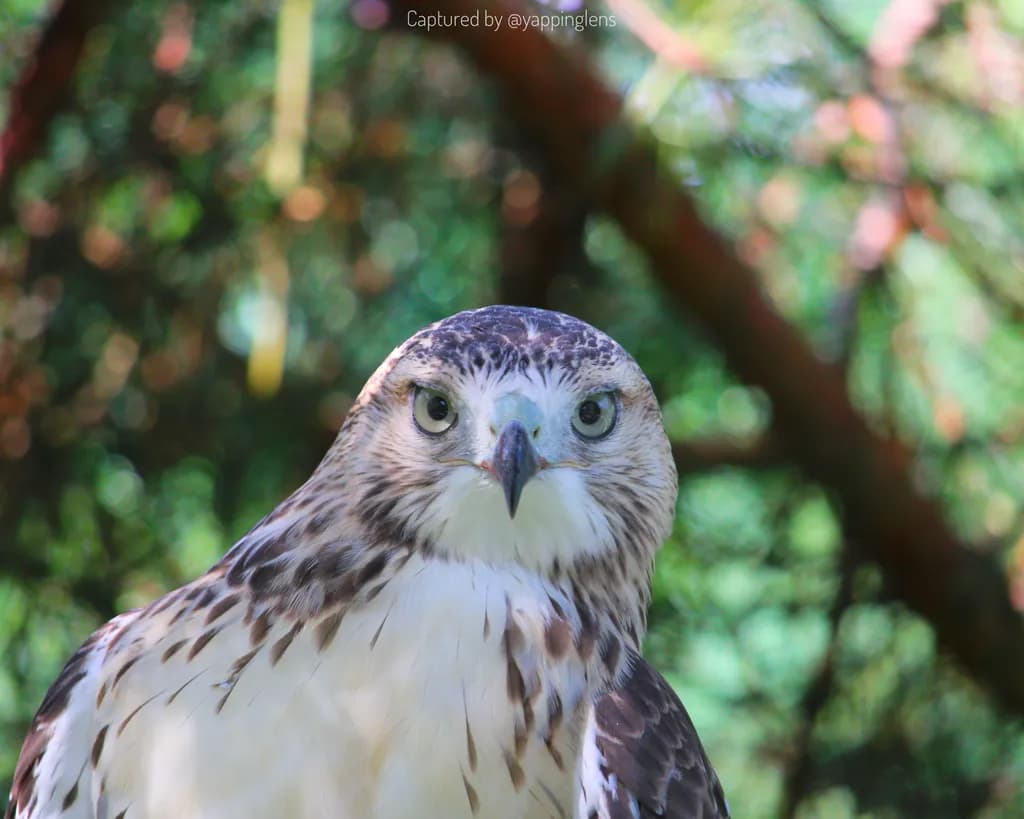 Falcon Gaze