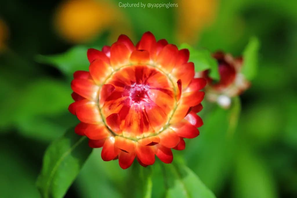 Red Bloom Closeup