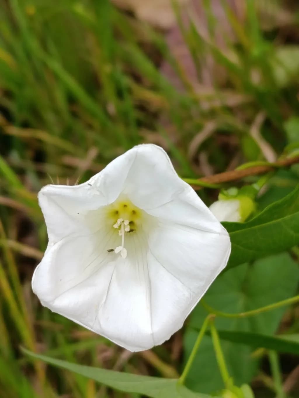 White Flower Close-up