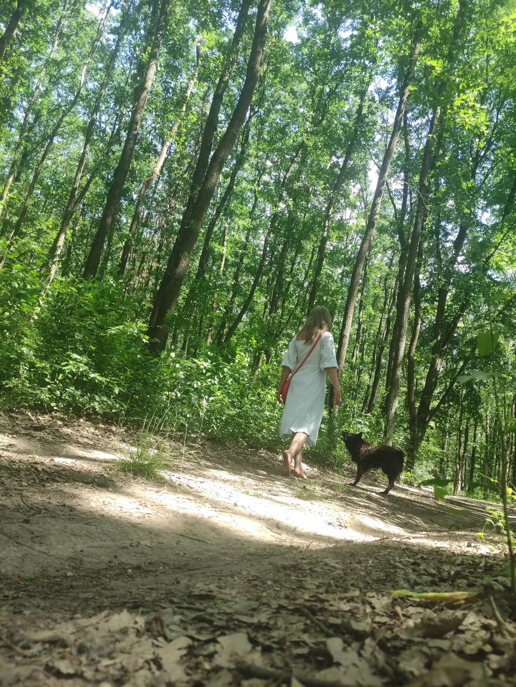Forest Walk with Dog