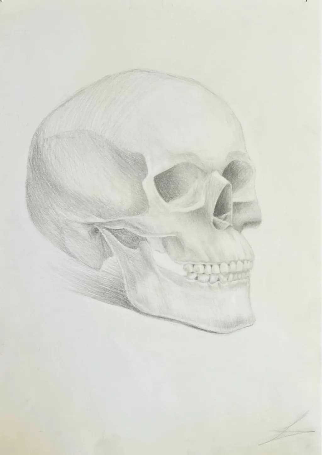 Human Skull Study