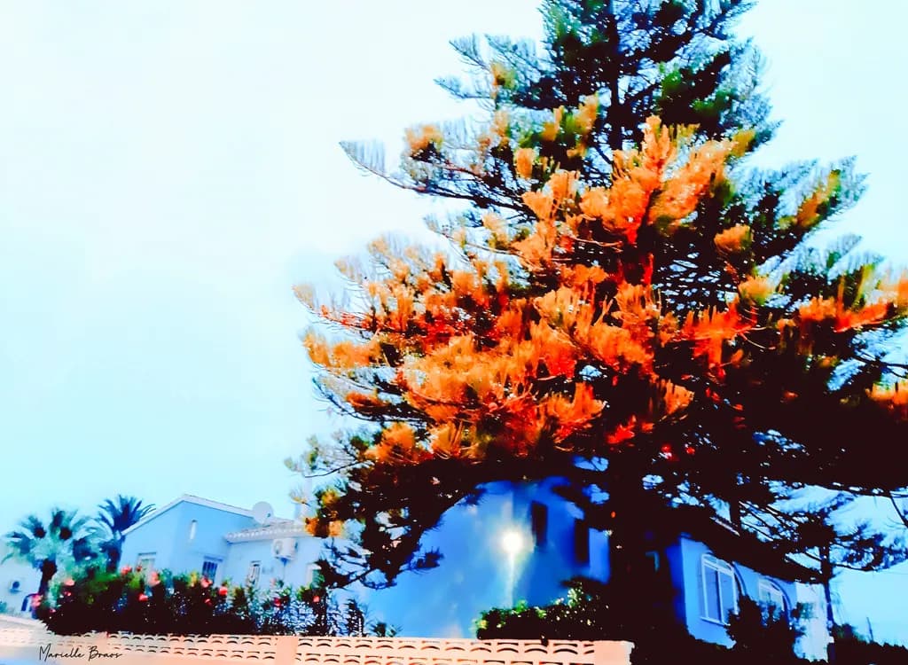 Orange Tree Evening