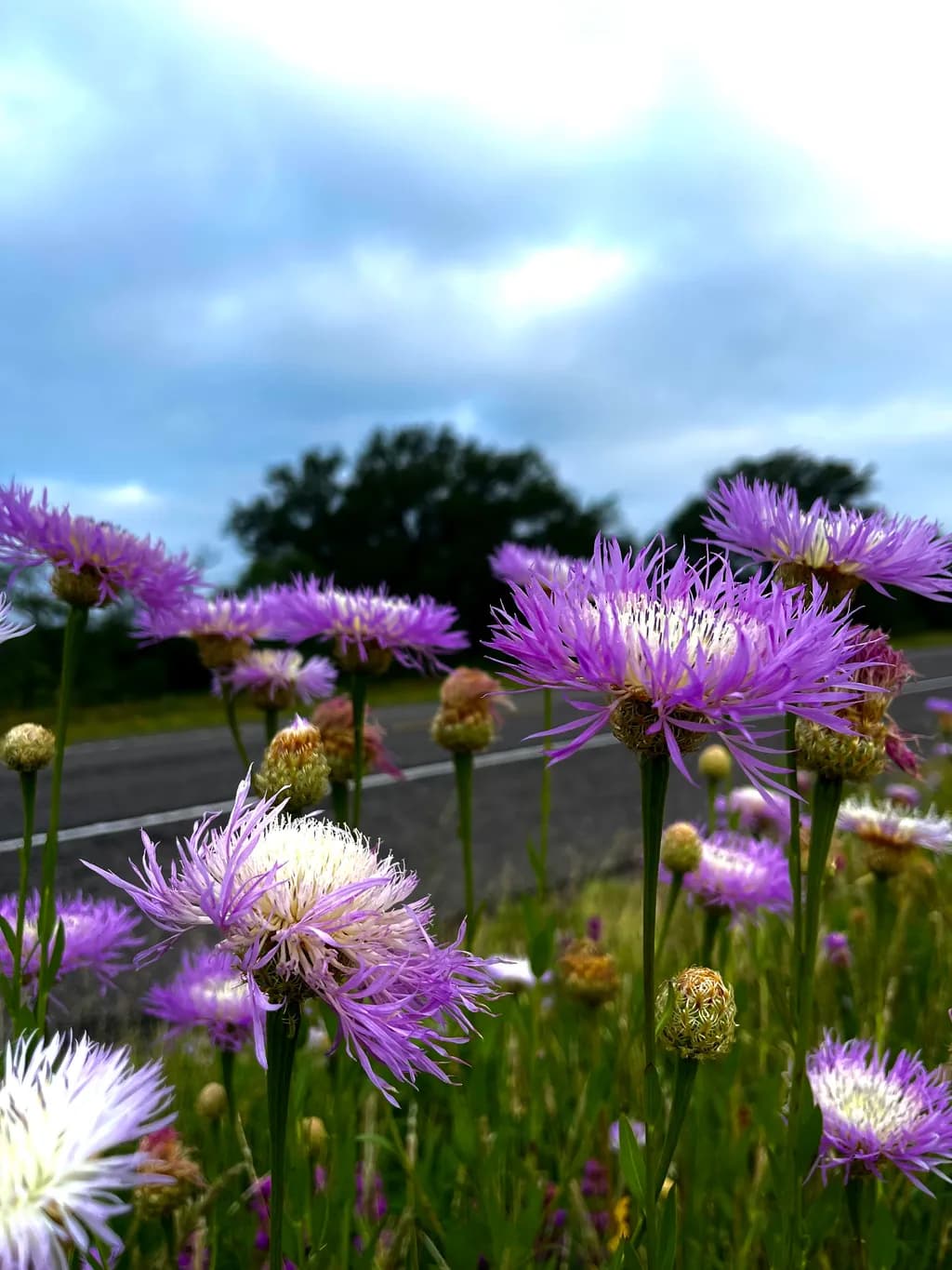 Purple Wildflowers by Roadside