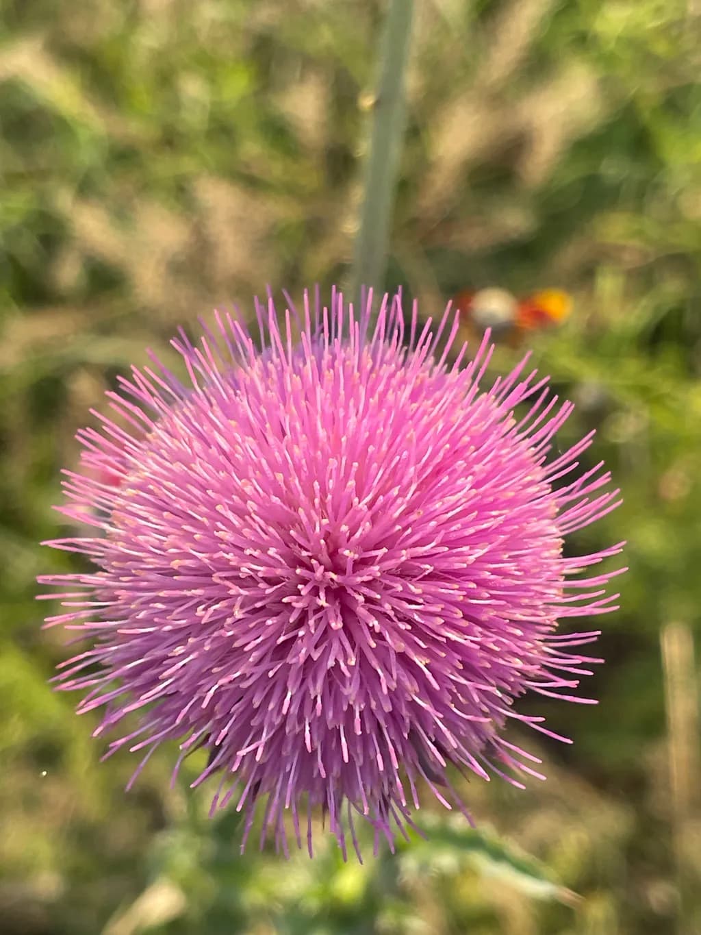 Purple Thistle Bloom