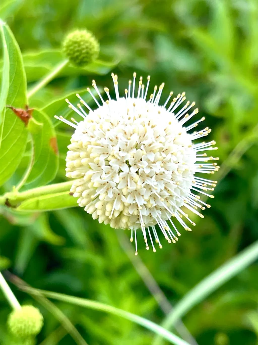 Buttonbush Bloom
