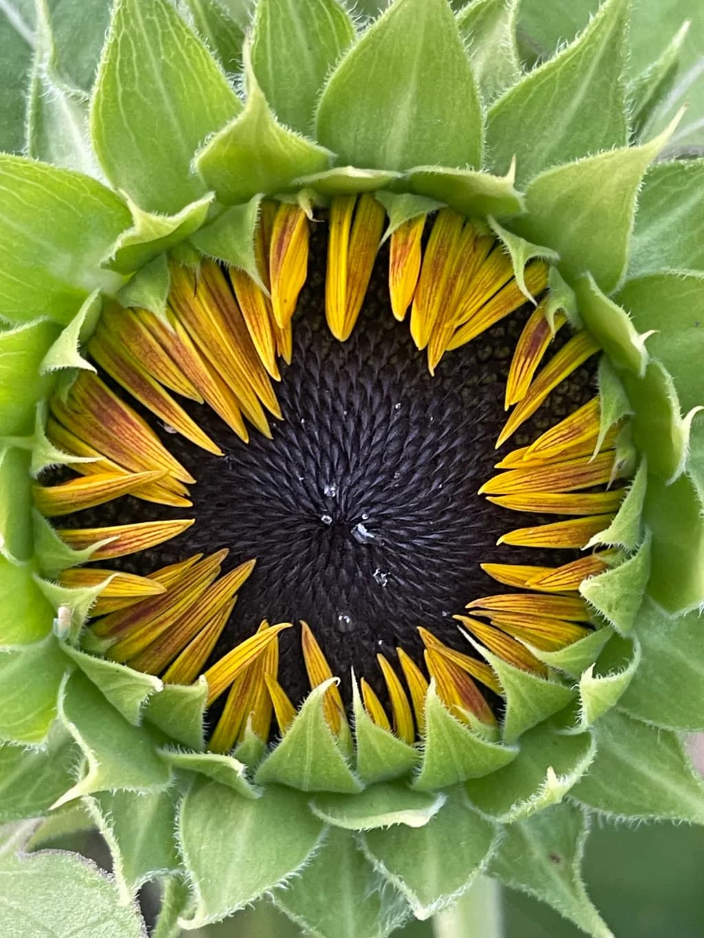 Sunflower Unfurling