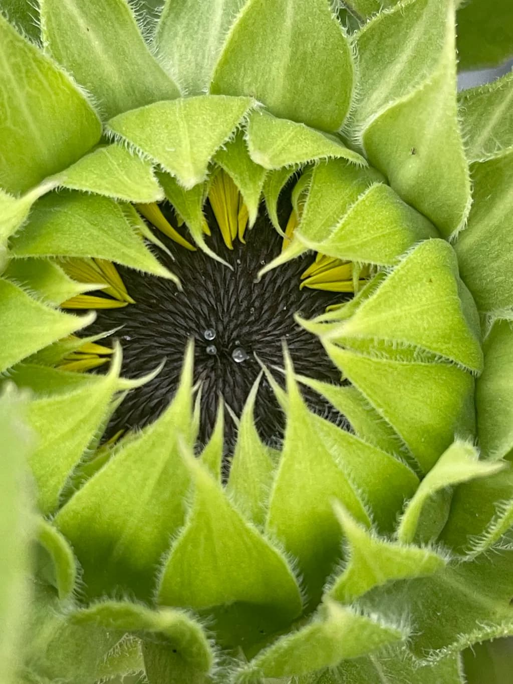Sunflower Unfolding